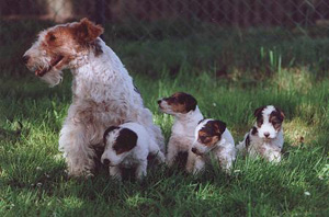 а это мамочка-фокс со своими щенятами! фото с сайта: http://www.foxterrier.biz/