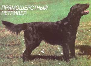 это очень элегантная собака